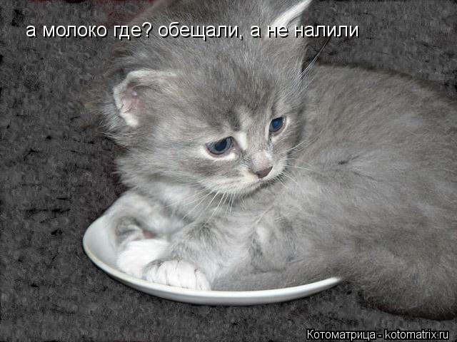 Котоматрица: а молоко где? обещали, а не налили