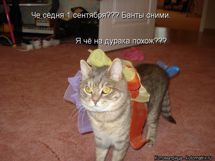 Котоматрица: Че сёдня 1 сентября??? Банты сними. Я чё на дурака похож???