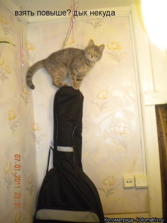 взять повыше? дык некуда... Котоматрица: взять повыше? дык некуда