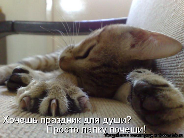 Хочешь праздник для души? Просто лапку почеши!... Котоматрица: Хочешь праздник для души? Просто лапку почеши!