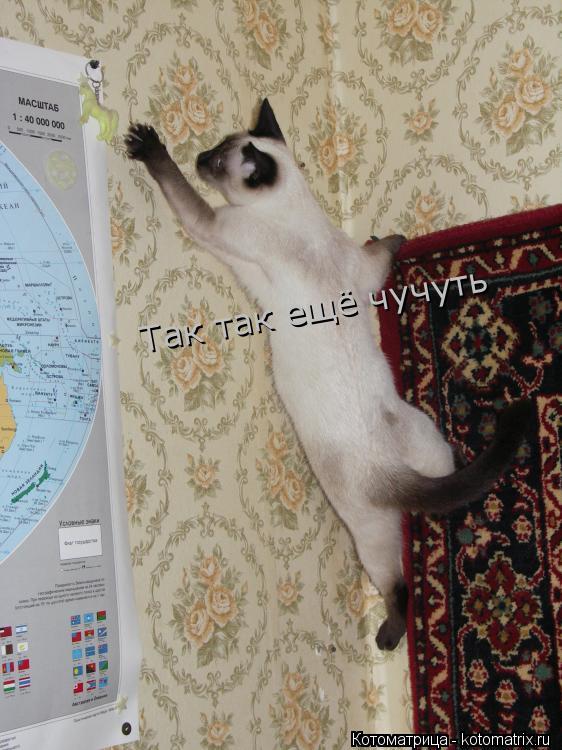 Так так ещё чучуть... Котоматрица: Так так ещё чучуть