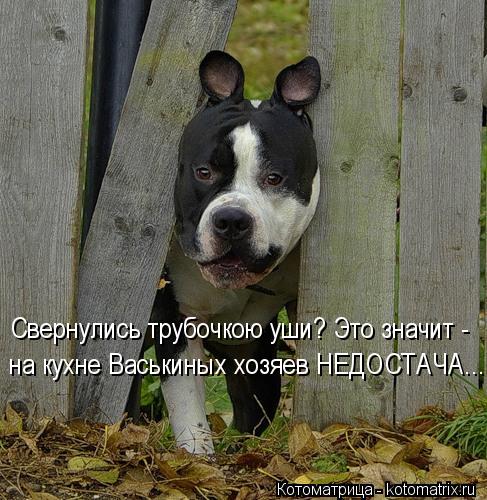 Котоматрица: Свернулись трубочкою уши? Это значит - на кухне Васькиных хозяев НЕДОСТАЧА....