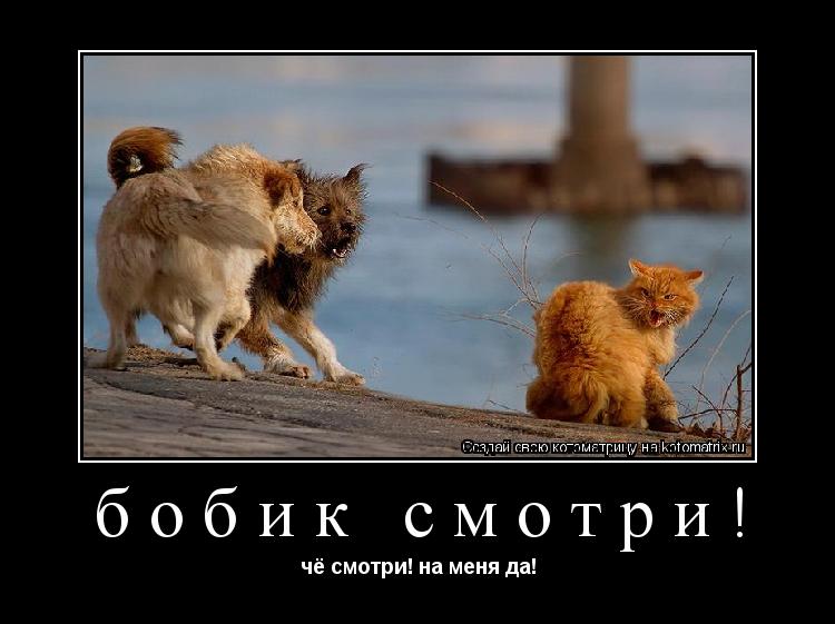 Котоматрица: бобик смотри! чё смотри! на меня да!