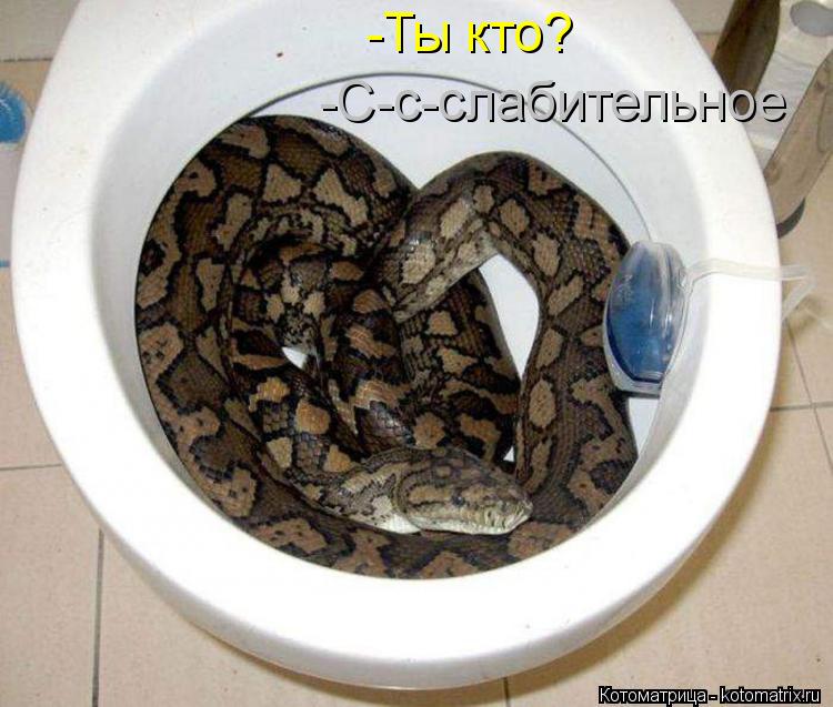 Котоматрица: -Ты кто? -C-c-cлабительное