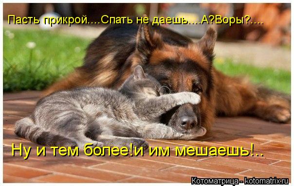 Котоматрица: Пасть прикрой....Спать не даешь....А?Воры?....  Ну и тем более!и им мешаешь!..