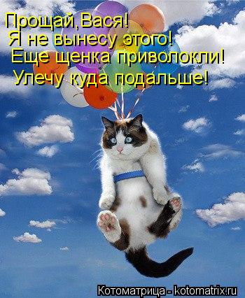 Котоматрица: Прощай,Вася! Я не вынесу этого! Еще щенка приволокли! Улечу куда подальше!