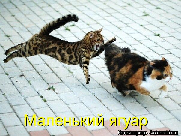 Котоматрица: Маленький ягуар