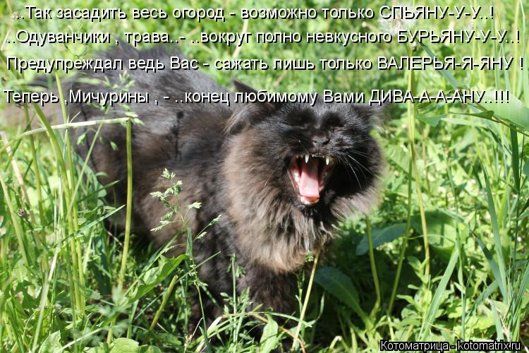 Котоматрица: ..Так засадить весь огород - возможно только СПЬЯНУ-У-У..!  ..Одуванчики , трава..- ..вокруг полно невкусного БУРЬЯНУ-У-У..! Предупреждал ведь Вас -