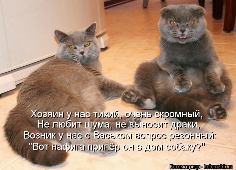 Котоматрица: Хозяин у нас тихий, очень скромный, Не любит шума, не выносит драки, Возник у нас с Васьком вопрос резонный: "Вот нафига припёр он в дом собаку