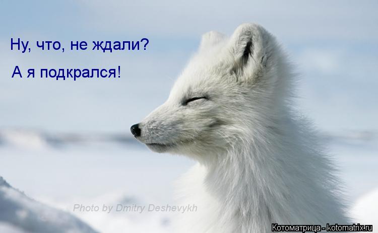 Котоматрица: Ну, что, не ждали? А я подкрался!