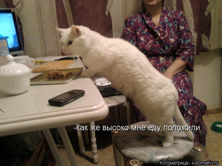 -как же высоко мне еду положили... Котоматрица: -как же высоко мне еду положили