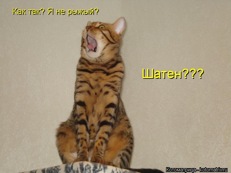 Как так? Я не рыжый? Шатен???... Котоматрица: Как так? Я не рыжый? Шатен???