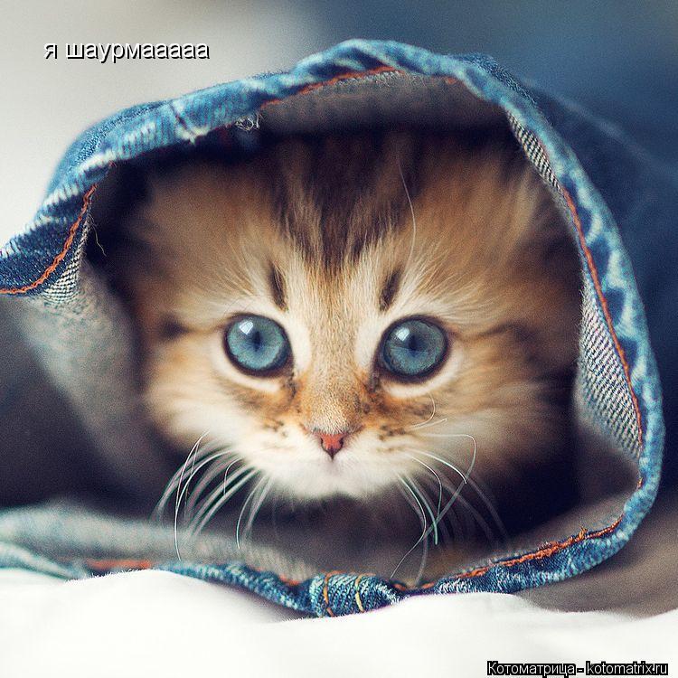 Котоматрица: я шаурмааааа