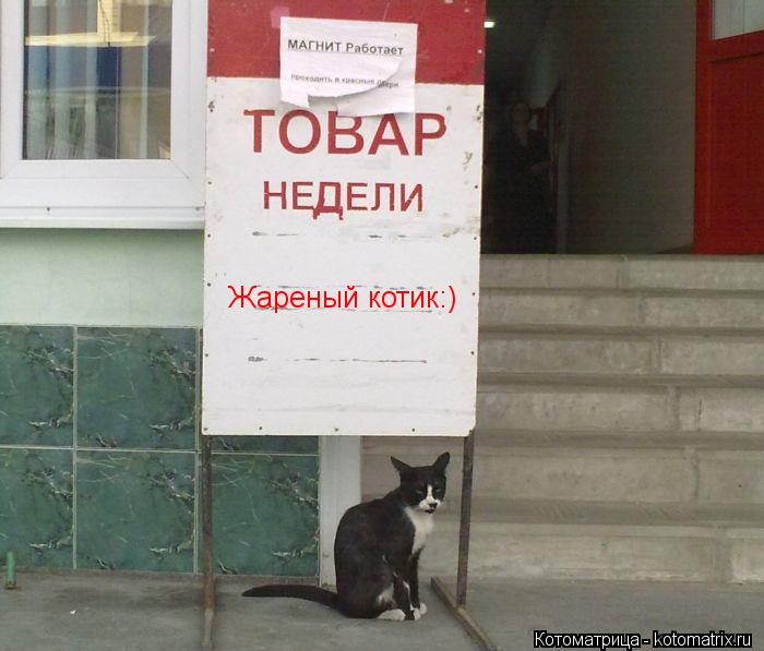 Жареный котик:)... Котоматрица: Жареный котик:)