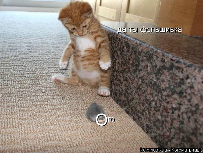 Котоматрица: О го да ты фольшивка
