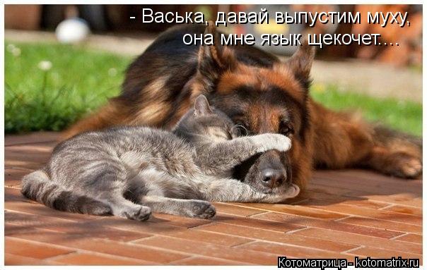 - Васька, давай выпустим муху, она мне язык щекочет....... Котоматрица: - Васька, давай выпустим муху, она мне язык щекочет....