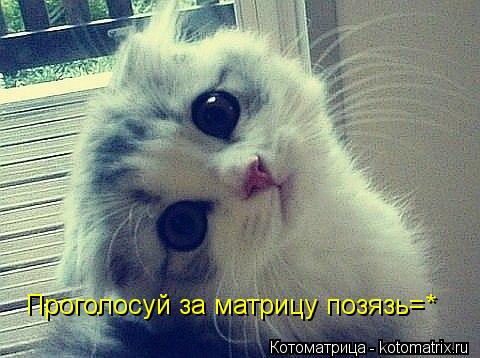 Котоматрица: Проголосуй за матрицу позязь=*
