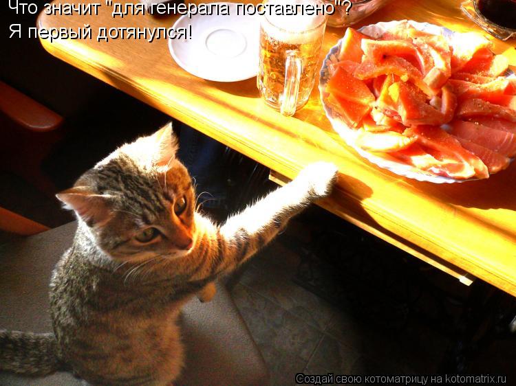 Котоматрица: Что значит "для генерала поставлено"? Я первый дотянулся!
