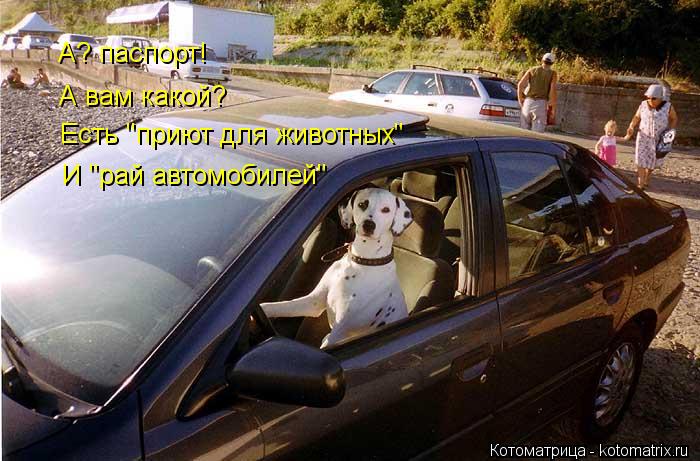 Котоматрица: А? паспорт! А вам какой? Есть "приют для животных" И "рай автомобилей"