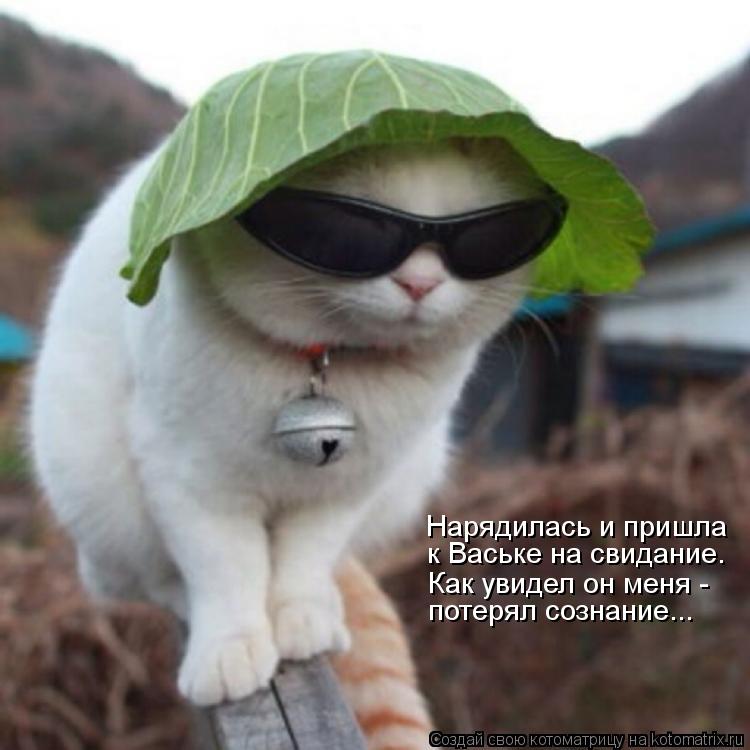 Нарядилась и пришла к Ваське на свидание. Как увидел он меня - потерял сознание...... Котоматрица: Нарядилась и пришла к Ваське на свидание. Как увидел он меня - потерял сознание...