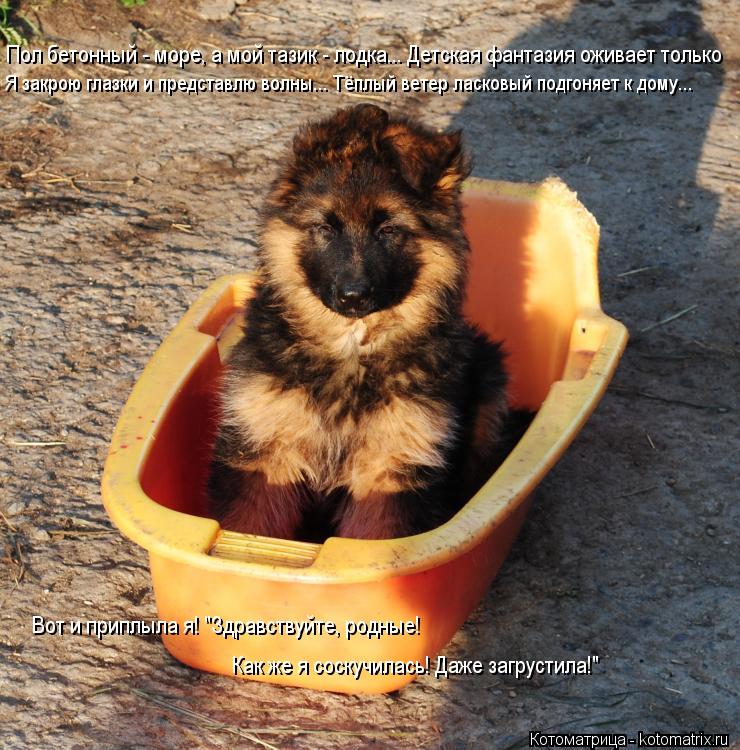 Котоматрица: Пол бетонный - море, а мой тазик - лодка... Детская фантазия оживает только Я закрою глазки и представлю волны... Тёплый ветер ласковый подгоня