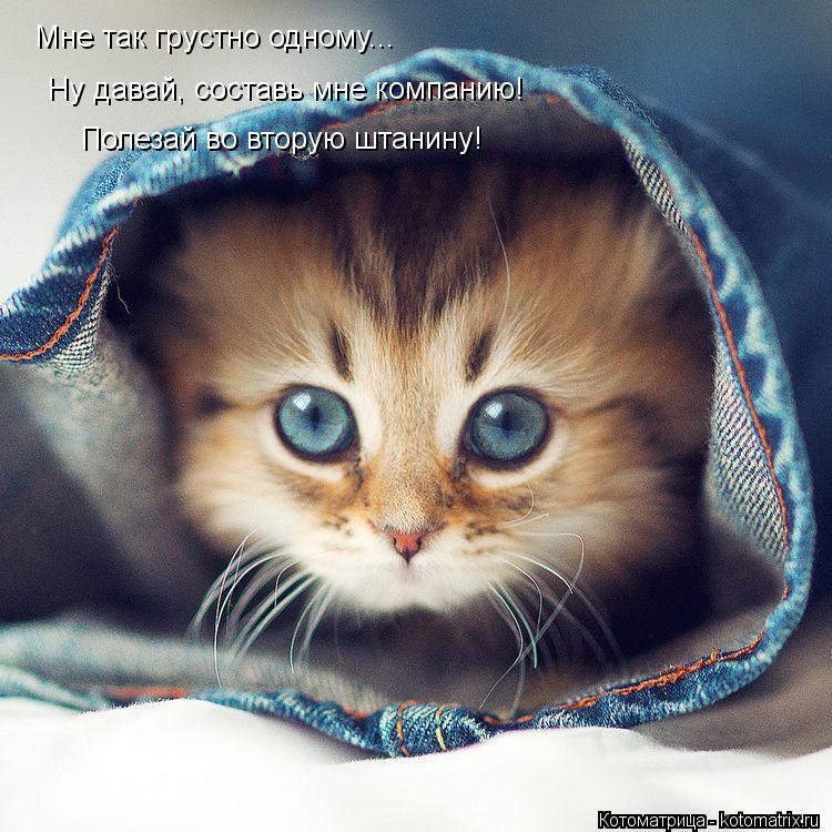 Котоматрица: Мне так грустно одному... Ну давай, составь мне компанию! Полезай во вторую штанину!
