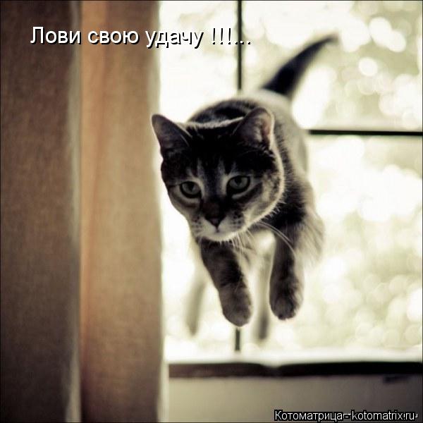 Котоматрица: Лови свою удачу !!!...