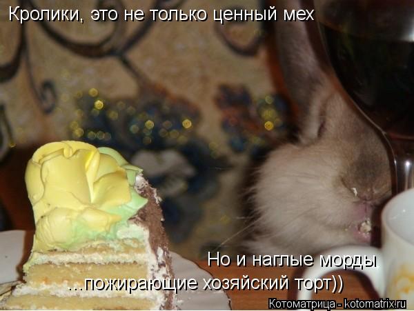 Котоматрица: Кролики, это не только ценный мех Но и наглые морды ...пожирающие хозяйский торт))