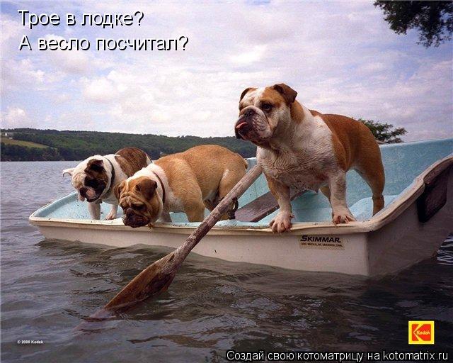 Котоматрица: Трое в лодке? А весло посчитал?