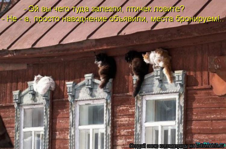 - Эй вы чего туда залезли, птичек ловите? - Не - а, просто наводнение объявили, места бронируем!..... Котоматрица: - Эй вы чего туда залезли, птичек ловите? - Не - а, просто наводнение объявили, места бронируем!..