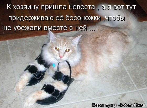Котоматрица: К хозяину пришла невеста , а я вот тут  придерживаю её босоножки ,чтобы  не убежали вместе с ней ...