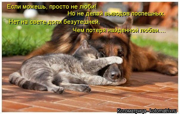 Котоматрица: Если можешь, просто не люби!   Но не делай выводов поспешных.  Нет на свете доли безутешней, Чем потеря найденной любви....