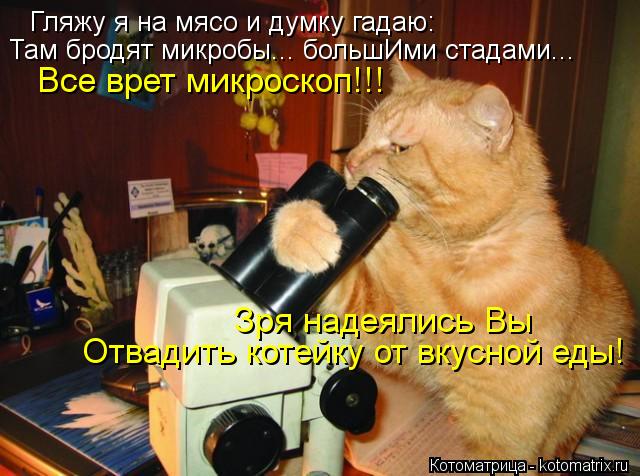 Котоматрица: Гляжу я на мясо и думку гадаю: Там бродят микробы... большИми стадами... Все врет микроскоп!!! Отвадить котейку от вкусной еды! Зря надеялись Вы