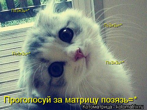 Котоматрица: Проголосуй за матрицу позязь=* ПоЗяЗь=* ПоЗяЗь=* ПоЗяЗь=* ПоЗяЗь=*