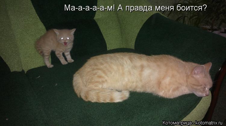Котоматрица: Ма-а-а-а-а-м! А правда меня боится?