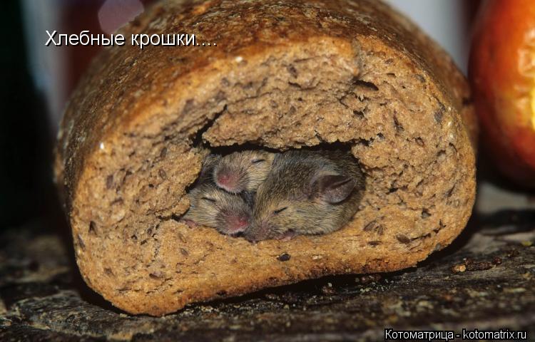 Хлебные крошки....... Котоматрица: Хлебные крошки....