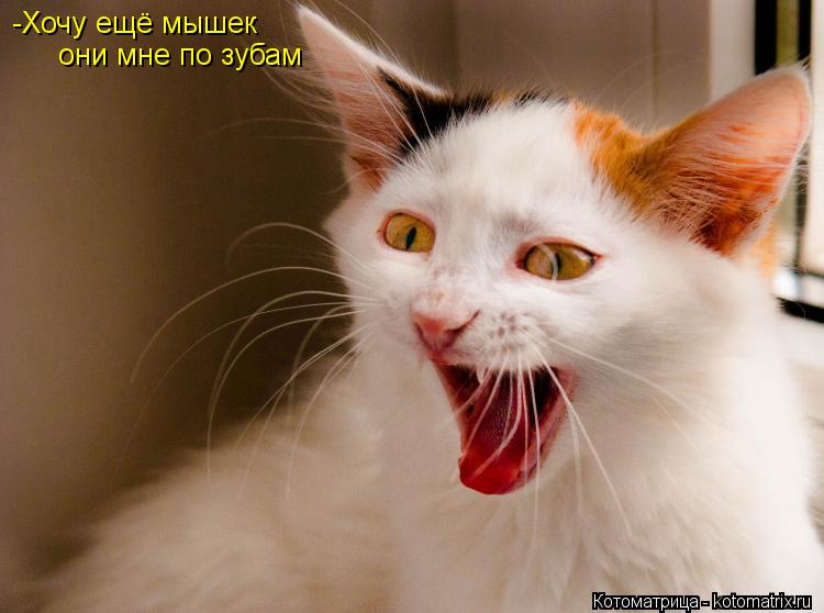 -Хочу ещё мышек они мне по зубам... Котоматрица: -Хочу ещё мышек они мне по зубам