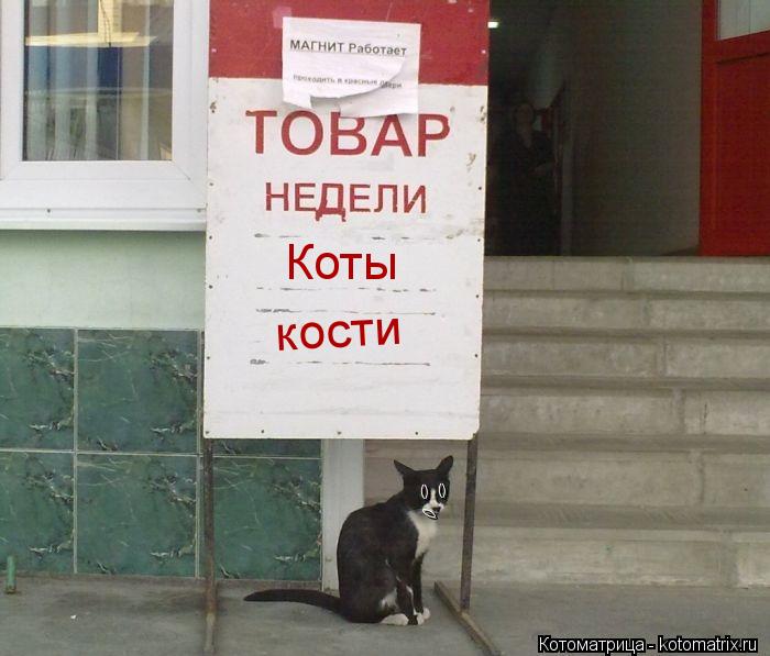 Котоматрица: Коты кости ()  () ()