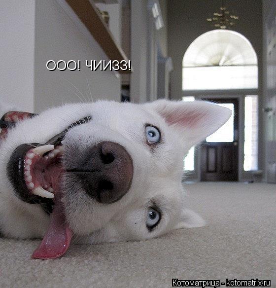 Котоматрица: ООО! ЧИИЗЗ!