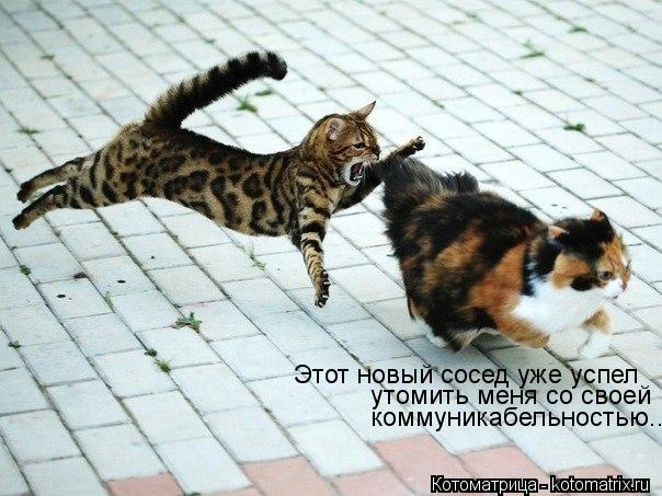 Котоматрица: Этот новый сосед уже успел  утомить меня со своей коммуникабельностью...