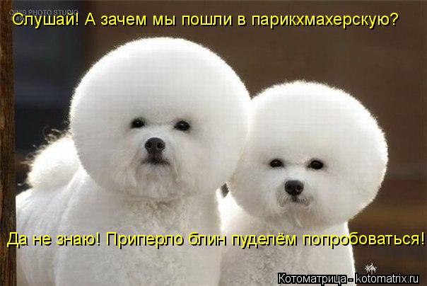 Cлушай! А зачем мы пошли в парикхмахерскую? Да не знаю! Приперло блин пуделём попробоваться!... Котоматрица: Cлушай! А зачем мы пошли в парикхмахерскую? Да не знаю! Приперло блин пуделём попробоваться!