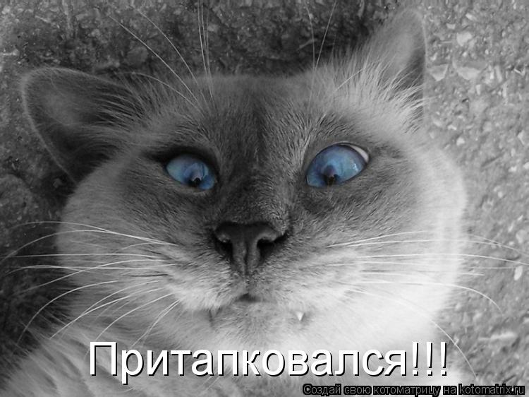 Котоматрица: Притапковался!!!