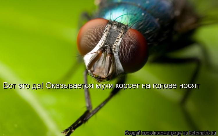 Котоматрица: Вот это да! Оказывается мухи корсет на голове носят