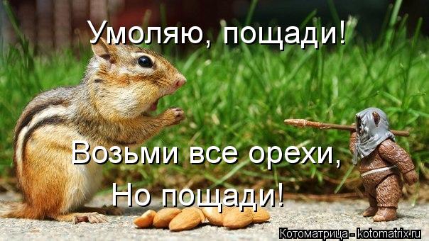 Котоматрица: Умоляю, пощади! Возьми все орехи,  Но пощади!