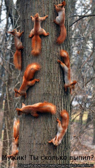 Котоматрица: Мужик! Ты сколько выпил?