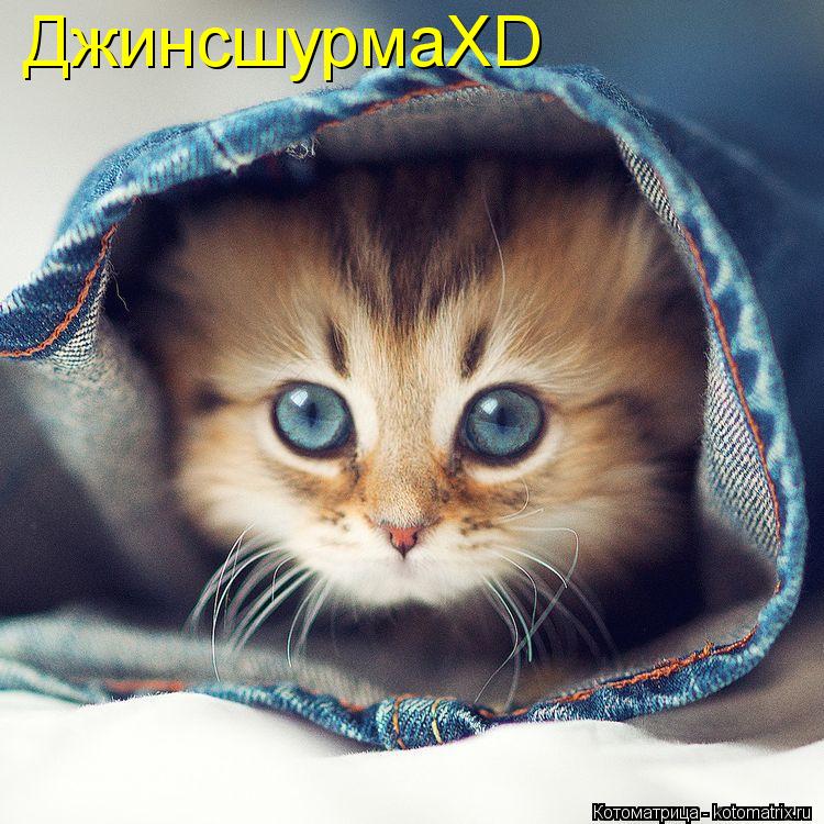 Котоматрица: ДжинсшурмаXD