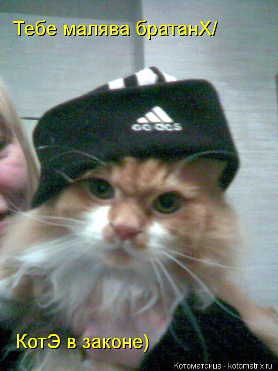 Котоматрица: Тебе малява братанХ/ КотЭ в законе)