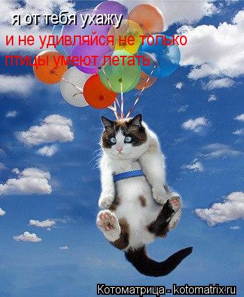 Котоматрица: я от тебя ухажу и не удивляйся не только  птицы умеют летать