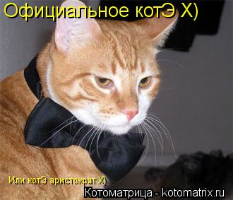 Котоматрица: Официальное котЭ Х) Или котЭ аристократ Х)