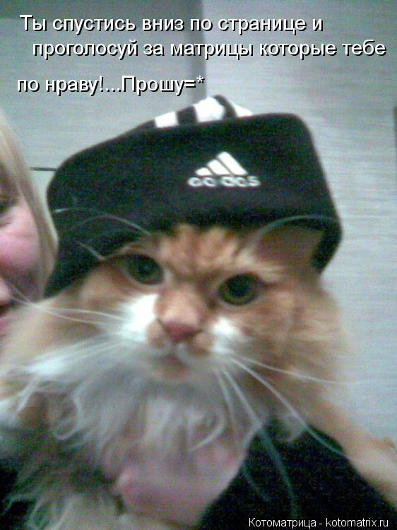 Котоматрица: Ты спустись вниз по странице и  проголосуй за матрицы которые тебе по нраву!...Прошу=*